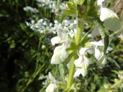 Stachys spinulosa