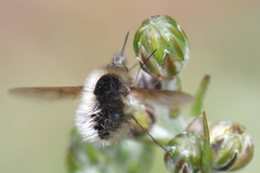 Bombylius cinerascens