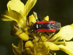 Dionconotus neglectus