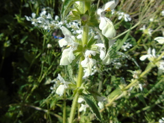 Stachys spinulosa