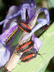 Dionconotus neglectus
