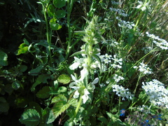 Stachys spinulosa