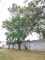 Pseudosamanea guachapele