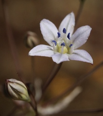 Triteleia lilacina
