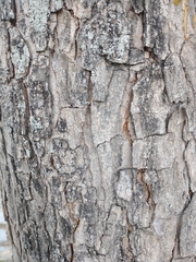 Pseudosamanea guachapele