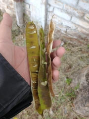 Pseudosamanea guachapele