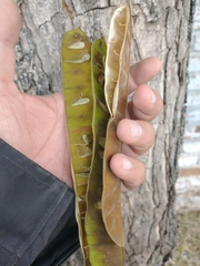 Pseudosamanea guachapele