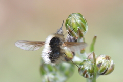 Bombylius cinerascens