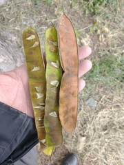 Pseudosamanea guachapele