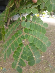 Pseudosamanea guachapele