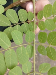 Pseudosamanea guachapele