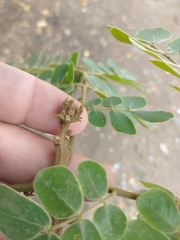 Pseudosamanea guachapele