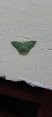 Cyclothea disjuncta