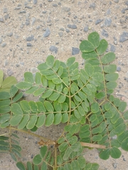 Pseudosamanea guachapele