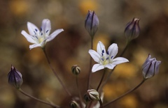 Triteleia lilacina