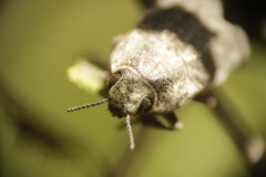 Ectinogonia buquetii