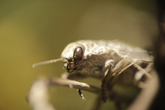 Ectinogonia buquetii