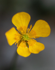 Ranunculus peduncularis