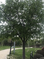 Celtis australis
