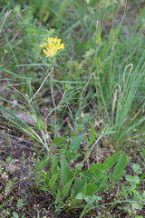 Anthyllis vulneraria polyphylla