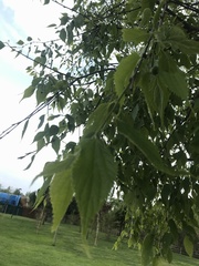 Celtis australis