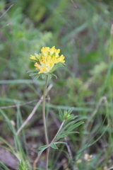 Anthyllis vulneraria polyphylla