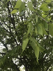Celtis australis