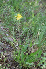 Anthyllis vulneraria polyphylla