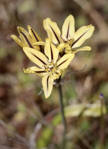 Triteleia ixioides ssp. unifolia