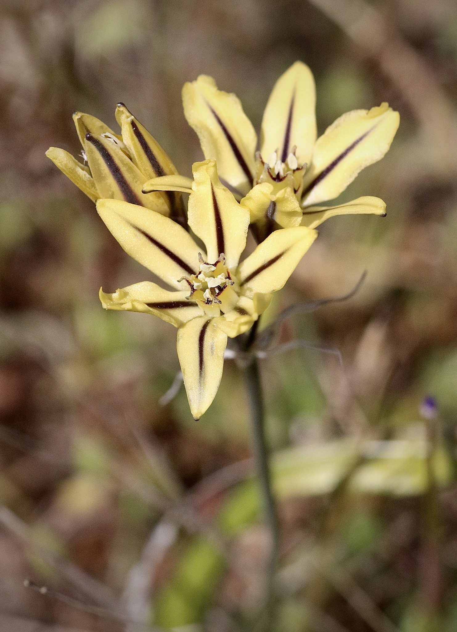 Triteleia ixioides ssp. unifolia