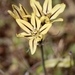Triteleia ixioides unifolia - Photo (c) Morgan Stickrod, algunos derechos reservados (CC BY-NC), subido por Morgan Stickrod