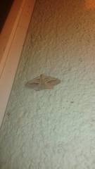 Digrammia imparilata