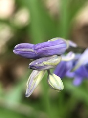 Hyacinthoides non-scripta