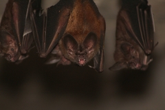 Trachops cirrhosus