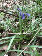 Hyacinthoides non-scripta