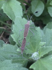 Chariesterus armatus