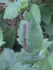 Chariesterus armatus