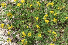 Argyrolobium biebersteinii