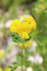 Argyrolobium biebersteinii