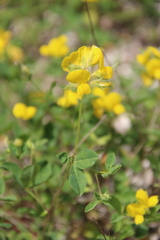 Argyrolobium biebersteinii