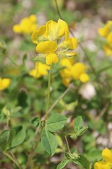 Argyrolobium biebersteinii