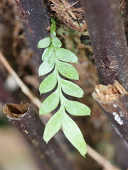 Tmesipteris lanceolata