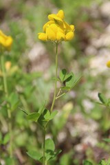 Argyrolobium biebersteinii