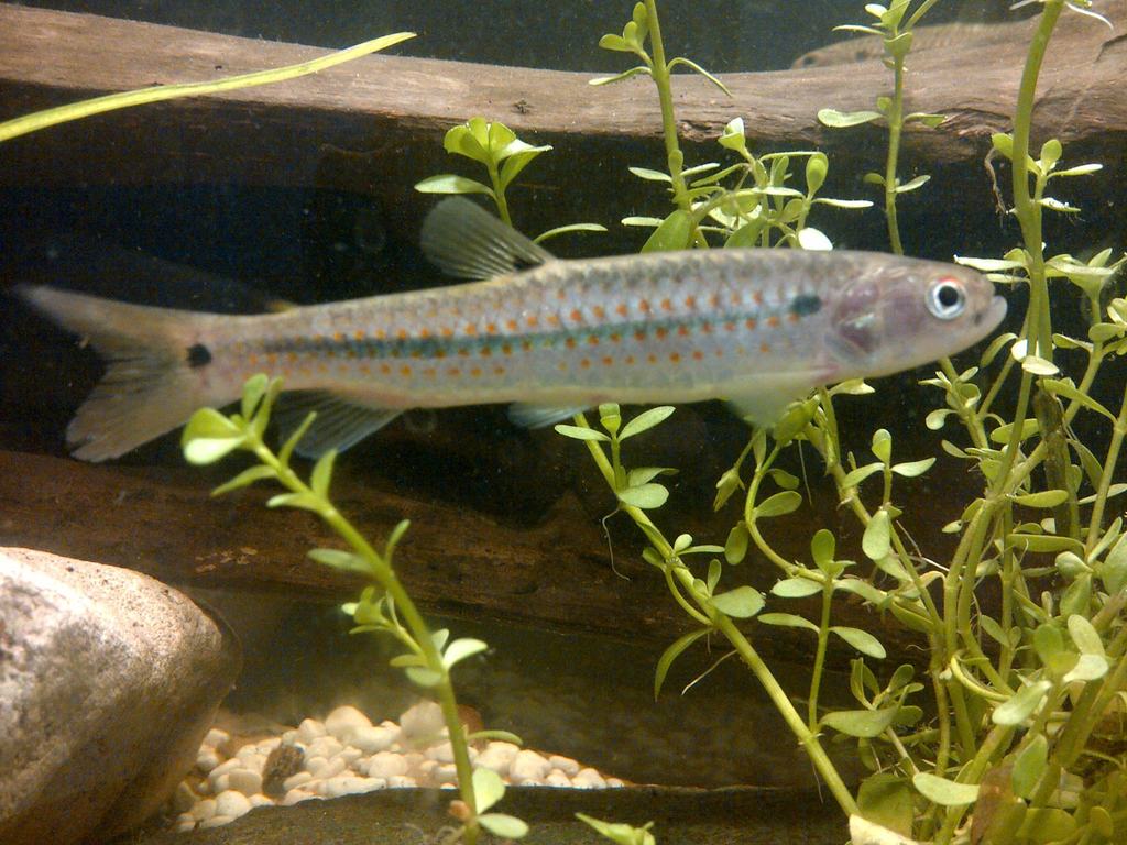 Lebiasina