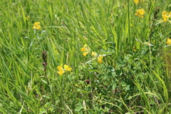 Argyrolobium biebersteinii