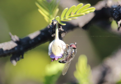 Platycheirus punctulatum