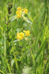 Argyrolobium biebersteinii