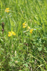 Argyrolobium biebersteinii