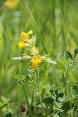 Argyrolobium biebersteinii