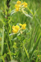 Argyrolobium biebersteinii